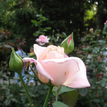 Розы Крыма