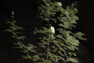 P1100534_1.jpg
