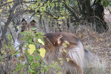 izobrazhenie_038_small.jpg