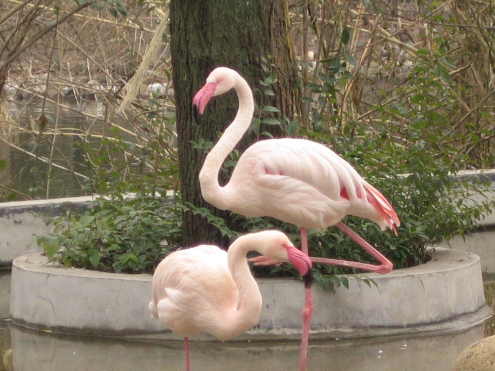 Розовый Фламинго, 火烈鸟 - чудо-птица для китайцев и важный символ в ЧЮЦ, 2008