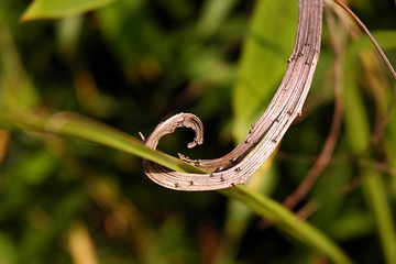 flora21.jpg