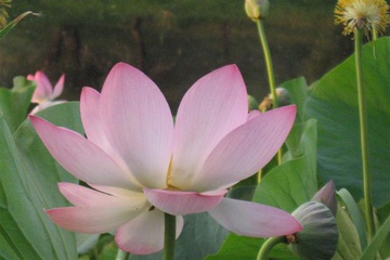 izobrazhenie_022_small.jpg