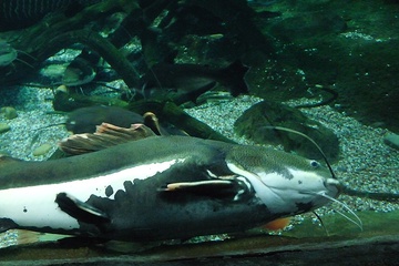 P1000268.JPG