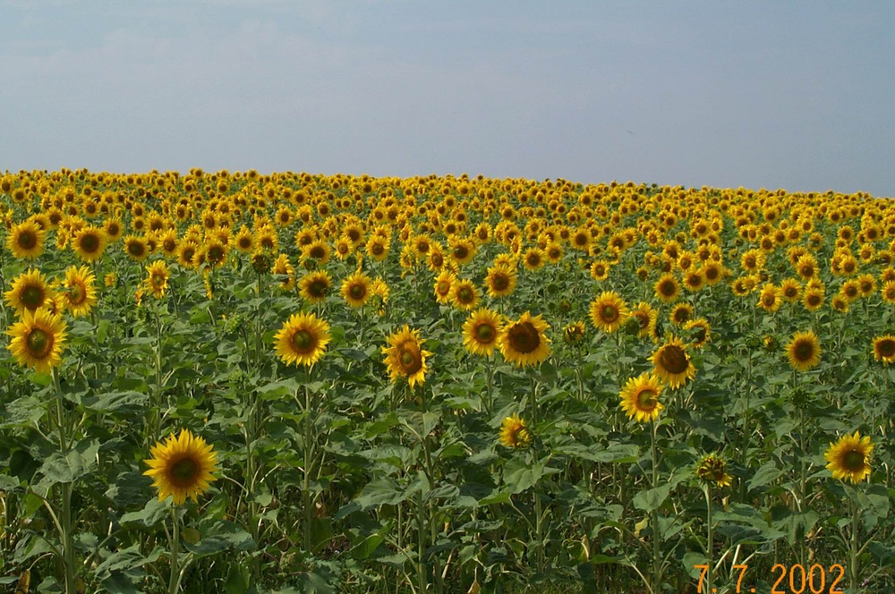 sunflowers.jpg