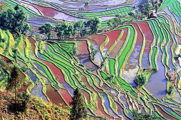 yunnan_rice_fields-4.jpg