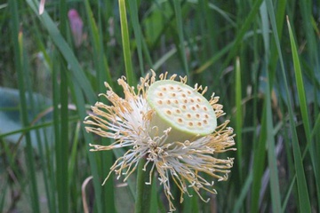 izobrazhenie_019_small.jpg