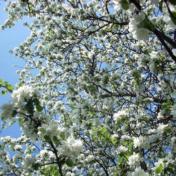 Белый май. Москва