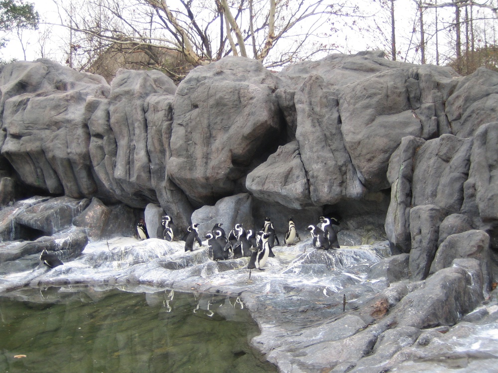 Пингвины,  企鹅, Шанхай 2006