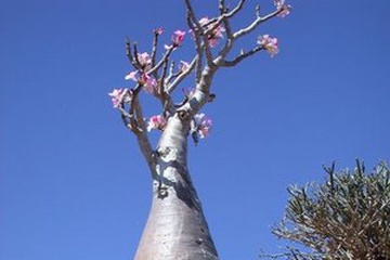 010_derevo.jpg