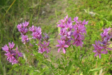 izobrazhenie_171_small.jpg