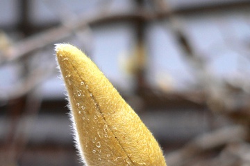 flora09.jpg