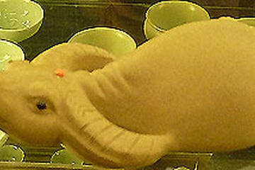 P1000732.jpg