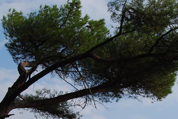 dsc_0099_1.jpg