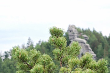 z_f311767b.jpg