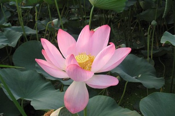 izobrazhenie_010_small.jpg