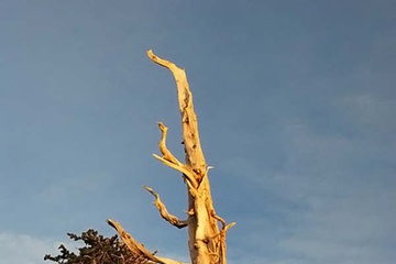 0tree_004.jpg