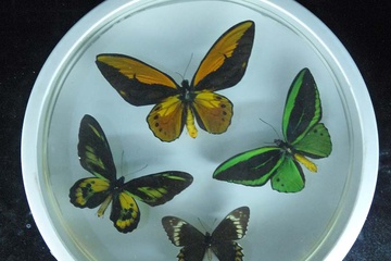 P1000226.JPG