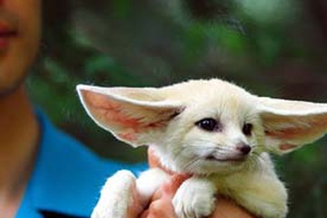 Baby_Fennec_fox.jpg