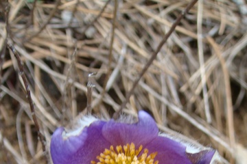 DSC03668.JPG