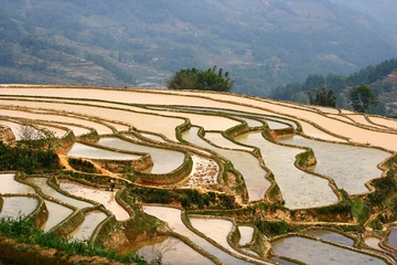 yunnan_rice-05.jpg