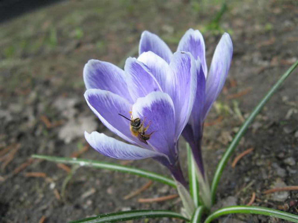 Фиолетовый с пчелой.jpg