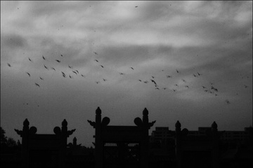 birds_bw.jpg