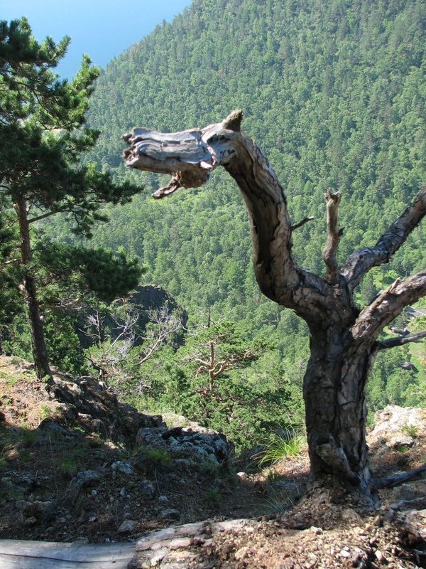 IMG_7853_na_gore.jpg