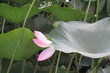 izobrazhenie_040_small.jpg