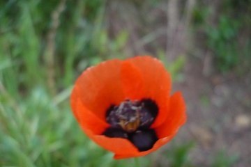 P1100589_1.jpg