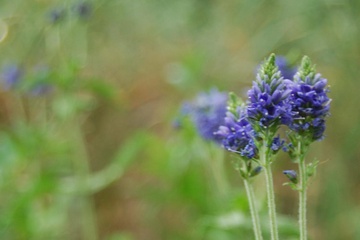 dsc_0008_1.jpg