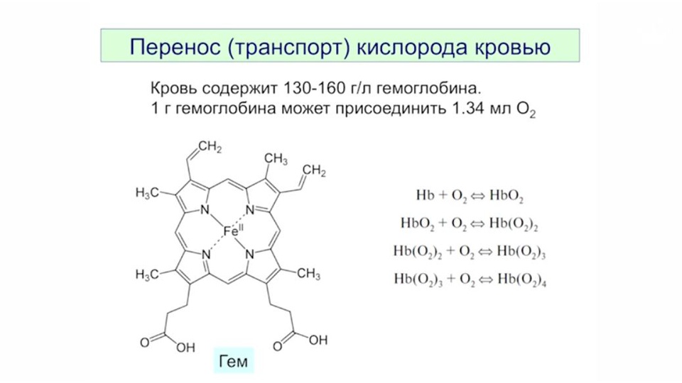 Из чего сделаны легкие?