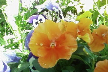 SP_A1435.jpg