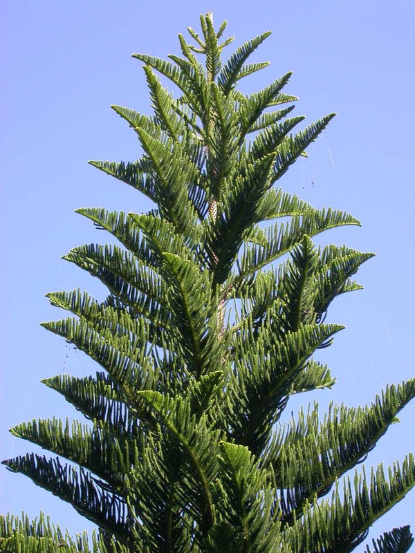 DSCN5196.JPG