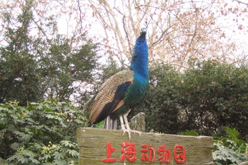 Павлин, 孔雀, Священная птица. Шанхай