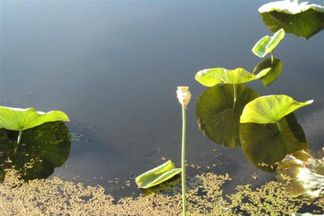 izobrazhenie_029_small.jpg