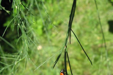 izobrazhenie_043_small.jpg