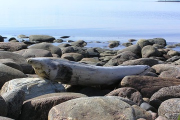 izobrazhenie_032-1.jpg