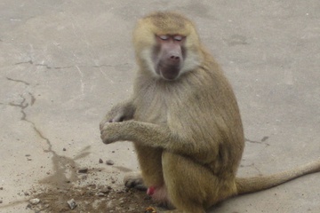 Обезьяна, 一只猴子, Шанхай, 2006