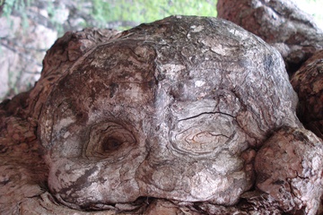 cherepok.JPG