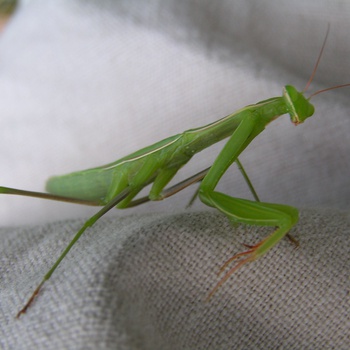 Аркаимская живность