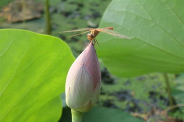 izobrazhenie_103_small.jpg
