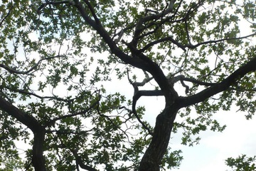 P1100889_1.jpg