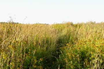 DSC09152.JPG