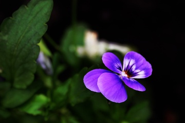photo40.jpg
