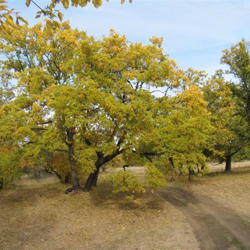 Сок небес