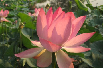izobrazhenie_086_small.jpg