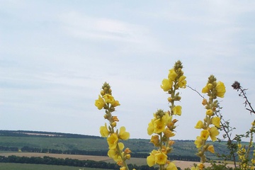flower3.jpg
