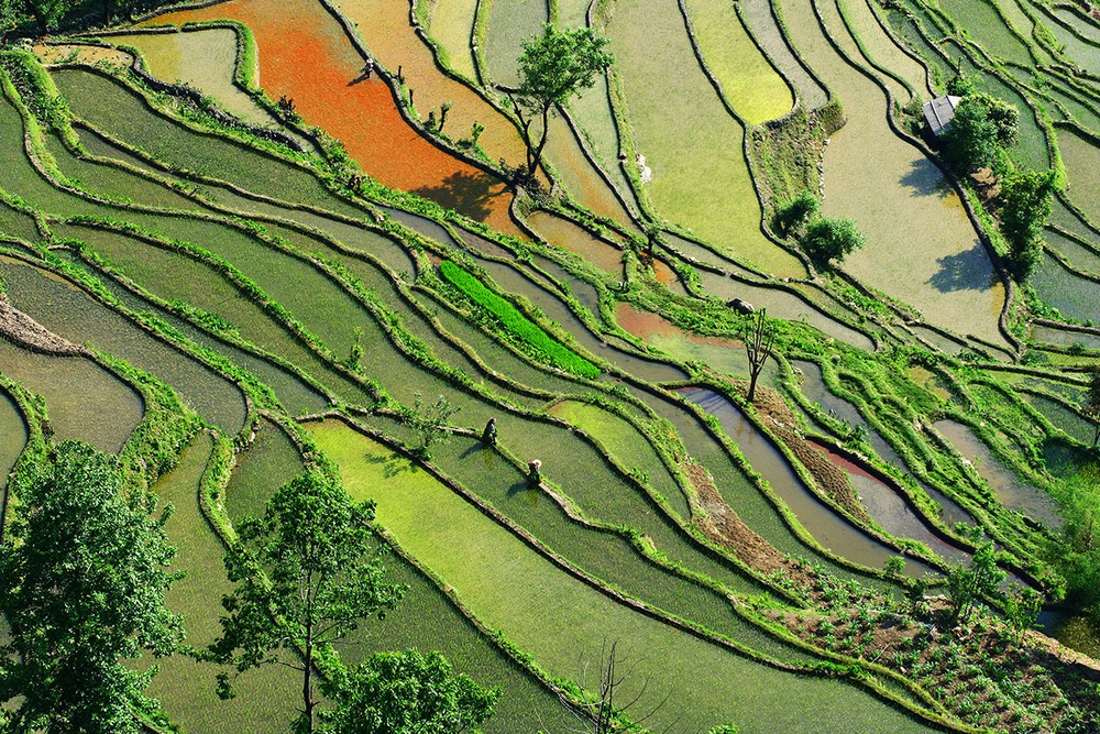yunnan_rice_fields-8.jpg