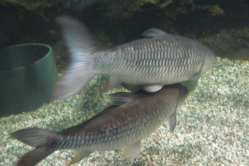 P1000262.JPG