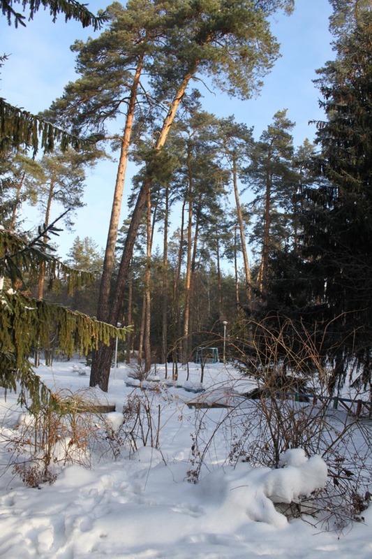 Журавли улетели, а сосны стоят